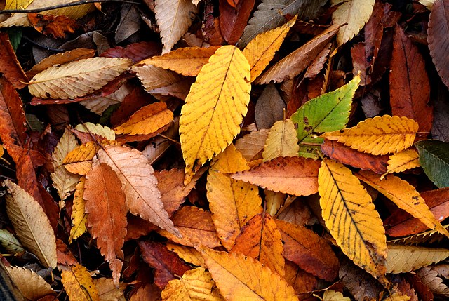 Autumn leaves